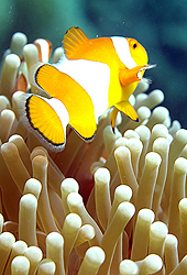 Indonesia - Flores Island - Diving in Maumere Bay  Diving in Maumere Bay Kelimutu Indonesia Flores Island Volcano Maumere Beach Volcano Kelimutu near Maumere