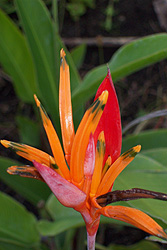 Garten Traumvilla, luxurioese Villa, Villa Beach Waiara Flores Indonesien Maumere Sea World Club Resort Restaurant Beachvilla Strandhaus, Tropen, Bungalow Luxus Villa am Strand