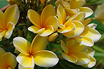 Flores Insel Paradies Strand Beach Villa Luxus Flores Indonesien Luxurioese Villa am Strand Maumere