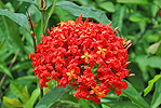Flores Insel Paradies Strand Beach Villa Luxus Flores Indonesien Luxurioese Villa am Strand Maumere